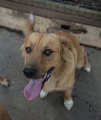 Golden Retriever Dogs for adoption in Nesbit, MS, USA