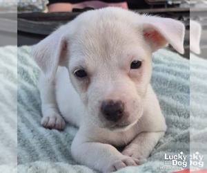Labrador Retriever-Unknown Mix Dogs for adoption in Washington, DC, USA