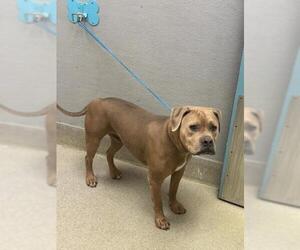 Mutt Dogs for adoption in Las Vegas, NV, USA