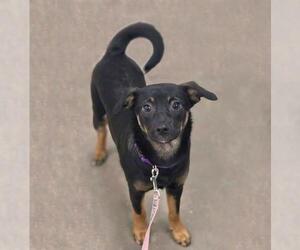 Australian Shepherd-Unknown Mix Dogs for adoption in Plover, WI, USA