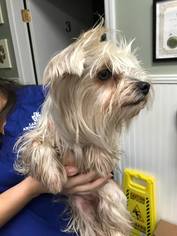 Silky Terrier Dogs for adoption in Gulfport, MI, USA