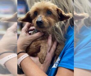 Mutt Dogs for adoption in Pembroke, GA, USA