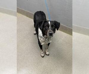Border Collie-Unknown Mix Dogs for adoption in Las Vegas, NV, USA