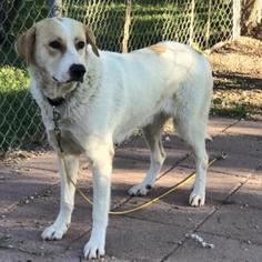 Great Pyrenees Dogs for adoption in Austin, TX, USA