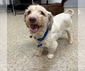 Poovanese Dogs for adoption in Boston, MA, USA