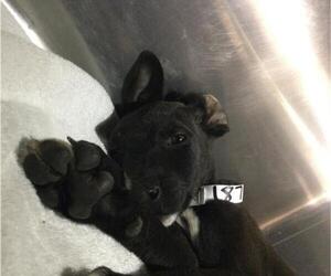 American Pit Bull Terrier-Unknown Mix Dogs for adoption in Riverside, CA, USA