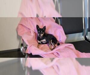 Chihuahua Dogs for adoption in Mount Vernon, AR, USA