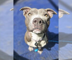 American Pit Bull Terrier-Unknown Mix Dogs for adoption in Lakewood, CO, USA