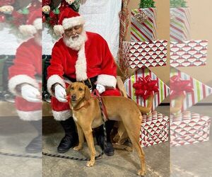 Mutt Dogs for adoption in Monticello, MS, USA