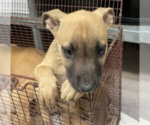 American Pit Bull Terrier Dogs for adoption in San Bernardino, CA, USA