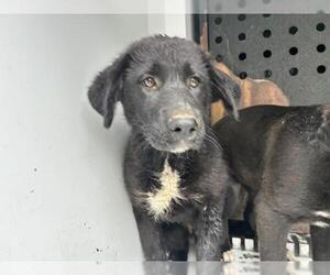 Labrador Retriever-Unknown Mix Dogs for adoption in Visalia, CA, USA