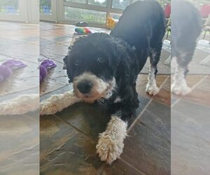 Miniature Bernedoodle Dogs for adoption in Uwchlan, PA, USA