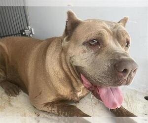 Mutt Dogs for adoption in Houston, TX, USA