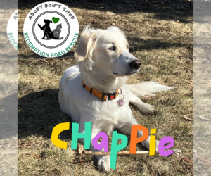 Basset Hound-Spaniel Mix Dogs for adoption in Crystal, MN, USA