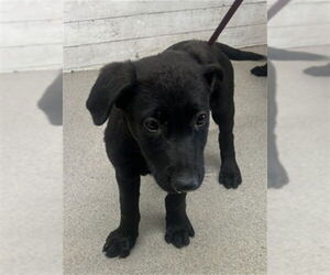 Labrador Retriever Dogs for adoption in San Bernardino, CA, USA