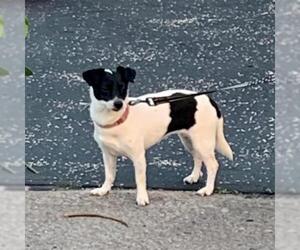 Jack-Rat Terrier Dogs for adoption in Plantation, FL, USA
