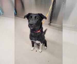 Huskies -Labrador Retriever Mix Dogs for adoption in Fairbanks, AK, USA