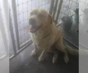 Golden Pyrenees Dogs for adoption in Bonifay, MO, USA