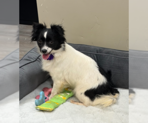 Chion Dogs for adoption in Emmett, ID, USA