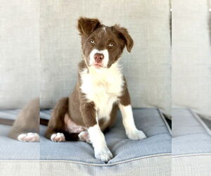 Mutt Dogs for adoption in Sandy, UT, USA