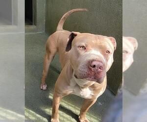 American Pit Bull Terrier Dogs for adoption in Downey, CA, USA