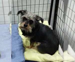 Miniature Schnauzer-Unknown Mix Dogs for adoption in Mukwonago, WI, USA