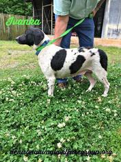 Lab-Pointer Dogs for adoption in Denison, TX, USA