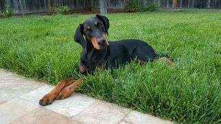Doberman Pinscher Dogs for adoption in Campbell, CA, USA