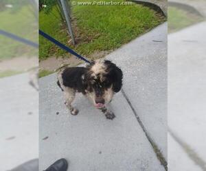 Cocker Spaniel Dogs for adoption in Palmetto, FL, USA
