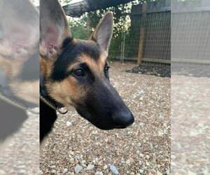 German Shepherd Dog Dogs for adoption in Foristell, MO, USA