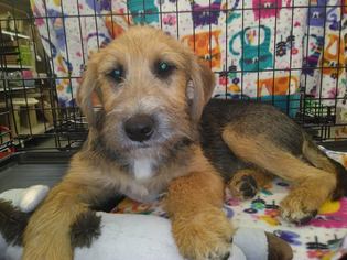 Airedale Terrier Dogs for adoption in Bellevue, WA, USA