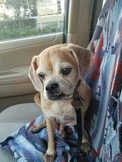 Puggle Dogs for adoption in Melbourne, FL, USA