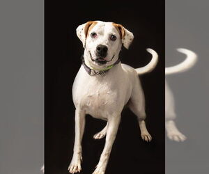 American Bulldog-Unknown Mix Dogs for adoption in Vaughan, Ontario, Canada