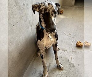 Great Dane-Unknown Mix Dogs for adoption in Santa Monica, CA, USA