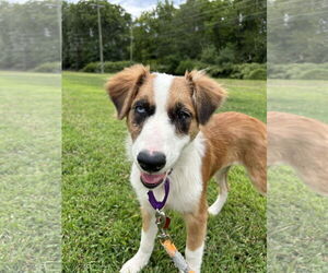 Australian Shepherd-Unknown Mix Dogs for adoption in pomfret, CT, USA