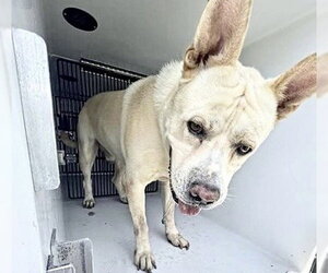 Carolina Dog-Unknown Mix Dogs for adoption in Houston, TX, USA