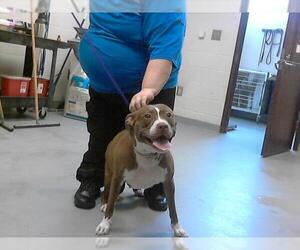 American Pit Bull Terrier Dogs for adoption in Fayetteville, NC, USA