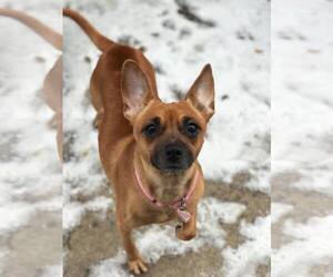 Chipin Dogs for adoption in Buffalo, NY, USA