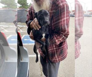 Labrador Retriever Dogs for adoption in Stockton, CA, USA