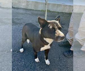 Australian Kelpie-Unknown Mix Dogs for adoption in Rosenberg, TX, USA