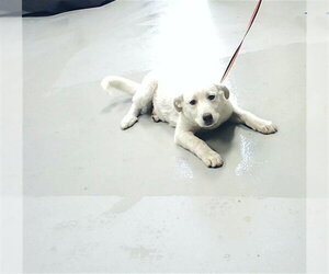 Great Pyrenees-Unknown Mix Dogs for adoption in Fayetteville, NC, USA