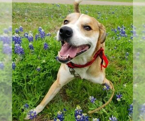 Mutt Dogs for adoption in Austin, TX, USA