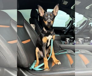 Australian Kelpie-Doberman Pinscher Mix Dogs for adoption in Rockaway, NJ, USA