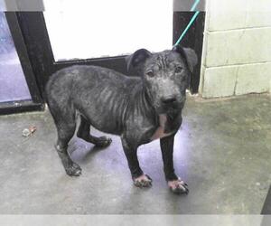 American Pit Bull Terrier-Unknown Mix Dogs for adoption in Tulsa, OK, USA