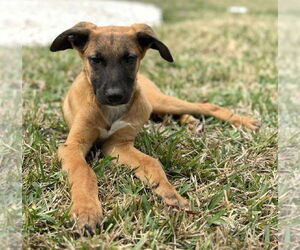 Collie-German Shepherd Dog Mix Dogs for adoption in Lakewood, CO, USA