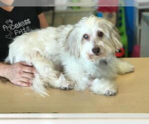 Havanese Dogs for adoption in See Website, CA, USA