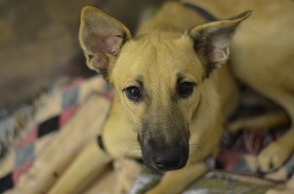 Shepradors Dogs for adoption in Toms River, NJ, USA