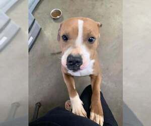 American Pit Bull Terrier Dogs for adoption in Fairfield, IL, USA