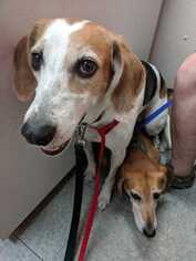 English Foxhound Dogs for adoption in Boonville, MO, USA