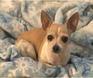 Chihuahua Dogs for adoption in Zimmerman, MN, USA